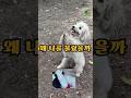 따라오라는 신호였다 It Was Asking Me to Follow #강아지구조 #숨겨진이야기 #dogrescue #shorts