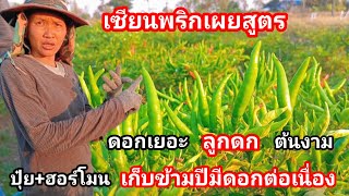 เซียนพริกเผยสูตรเก็บข้ามปี งามจนคนแห่ถามสูตร ดอกออกไม่มีหยุด เก็บยาวๆกำไรเน้นๆ