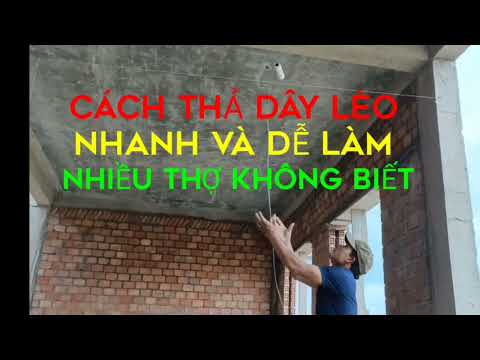 Video: Dây leo tốt nhất cho tường gạch - Mẹo chọn dây leo cho tường gạch