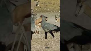 El Secretario.     #fypシ #viral #video #youtube #animales #fy #videoshort #naturaleza #aves #shorts