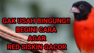 GAK USAH BINGUNG!! BEGINI CARA MUDAH AGAR BURUNG RED SISKIN GACOR