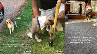 Dogs doing dog things part 12