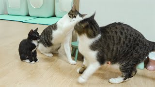 The Big Cat Wants To Protect the Rescued Kitten From the Boss Cat │ Episode.67