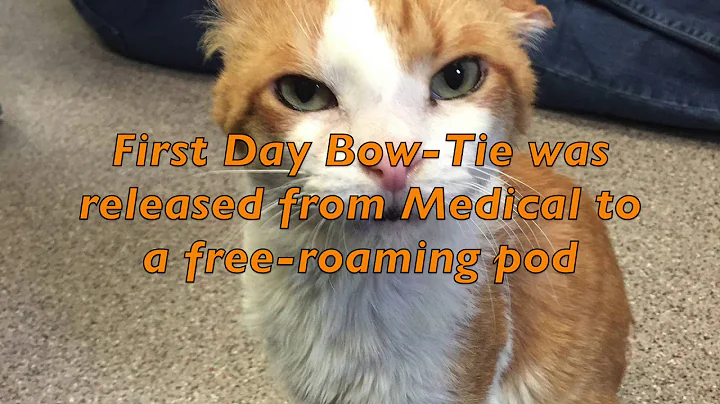 Special Needs Cat From Hoarding Case, Bow-Tie and ...