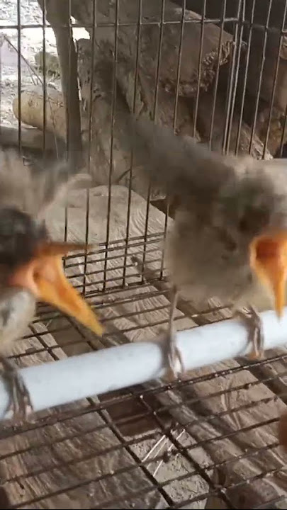 anakan burung kerak basi mulai dewasa#shorts