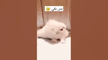 قلة ادب والله Cat Cats Fun Funnyvideo Funny Best Fyp Fypシ 