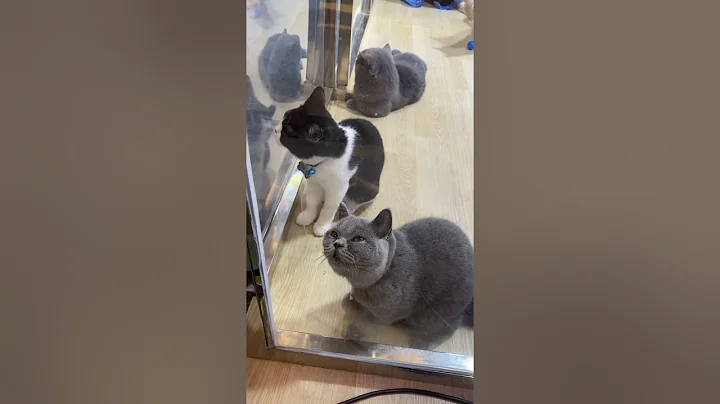 Video 8842031: cute gray cat, cat gray funny