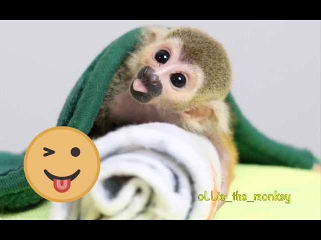 Baby Monkey Ollie Cute Faces Youtubedownloadpro Baby Monkey Ollie Cute Faces Youtubedownloadpro