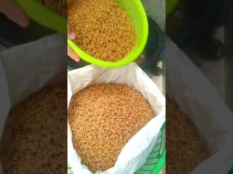 لصحتكم اغسلوا القمح قبل طحنه المغرب