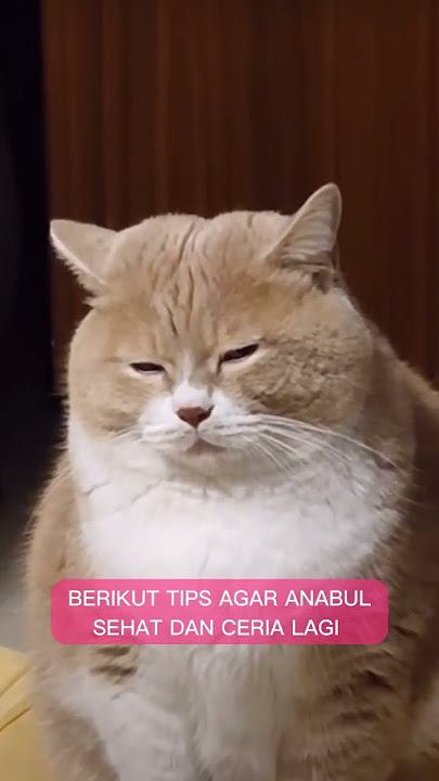 Flu Kucing Dan Tips Cara Mengobatinya #shorts #kucing #faktakucing #catlover #infokucing