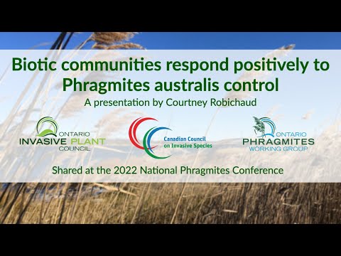 Biotic communities respond positively to Phragmites australis control