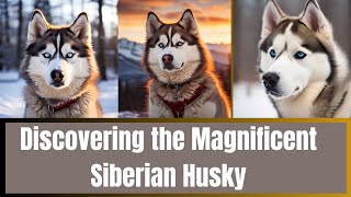 Discovering the Magnificent Siberian Husky by LES ANIMAUX DE COMPAGNIE  27 views 2 weeks ago 10 minutes, 3 seconds