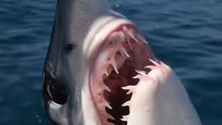 Big Peg - 1000lb Mako Shark