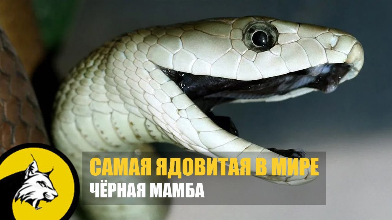 Черная мамба яд. Чёрная мамба змея. Самая ядовитая змея в мире черная мамба. Чёрная мамба Dendroaspis polylepis. Носатая энгидрина змея.
