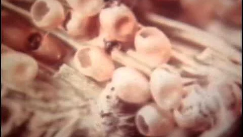 Отряд чешуекрылые (бабочки)