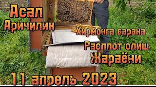 Асал ари бокиш сирлари 3 Кисм. Копрок малумот олиш учун 📱99 008 90 53 Факат узб вакти бн 21:00 тел 📵