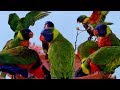 Beautiful Rainbow Lorikeets - It is time for bathing and feeding