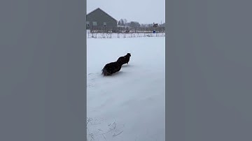 Separating the Ram 🐏 From the Ewes 🐑 | Sheep in Snow ❄️ #sheep #farmlife #ewe #ram #homesteader
