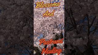 Blossoms And Pastrami Healing