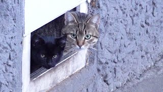 Black Kittens And Hungry Cats