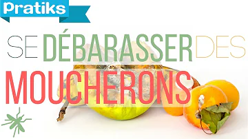 Comment se débarrasser des moucherons sur les fruits ?