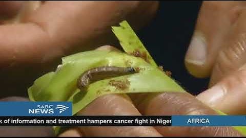 "Fall ArmyWorm" threatens good maize harvest in the EC