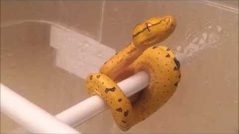 Hatchling Green Tree Python Closeup! (Morelia viridis)