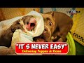 How We Deliver Our Caona Bully Puppies At Home | The Essentials + Delivery