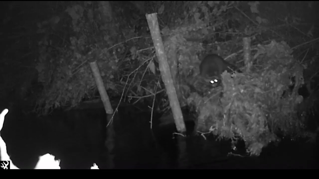 Life at French Creek Engineered Log Jam