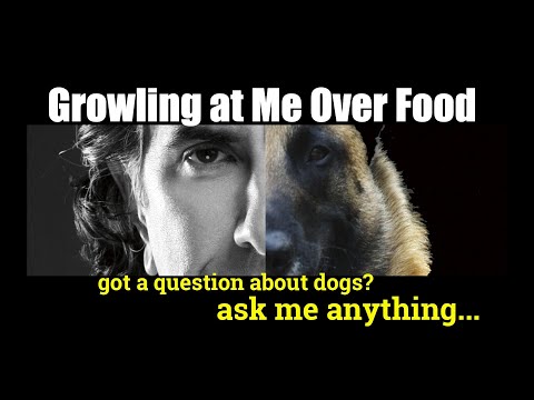 Video: Tanyakan pada Pelatih Anjing: Mengapa Anjing Saya Menggeram Ketika Saya Mendekati Makanannya?