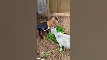 Mocha And Gnomie Goatlife Shorts 