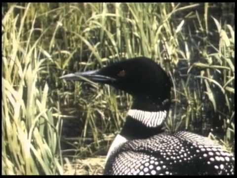 Le Huard - YouTube