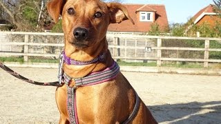 Biscuit - German Pincher - 3 Week Residential Dog Training