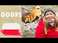 Omg crazy shiba inu  living in poland 2023