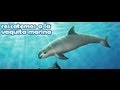 Documental sobre la vaquita marina