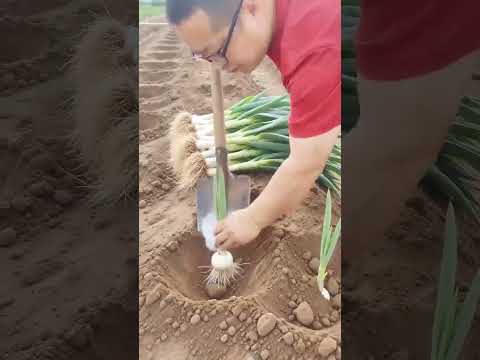 #farming #agriculture #shortvideo #shortsfeed #youtubeshorts thumbnail