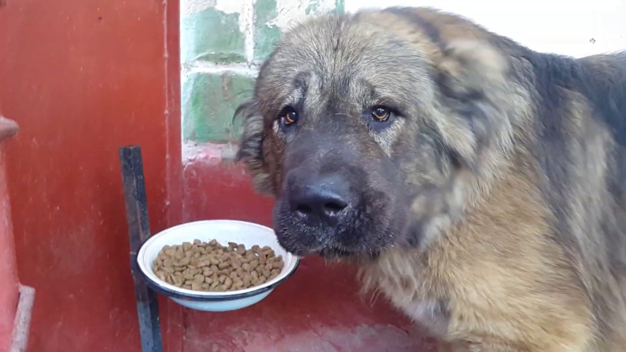 Качественные и сбалансированные рационы для здоровья питомца