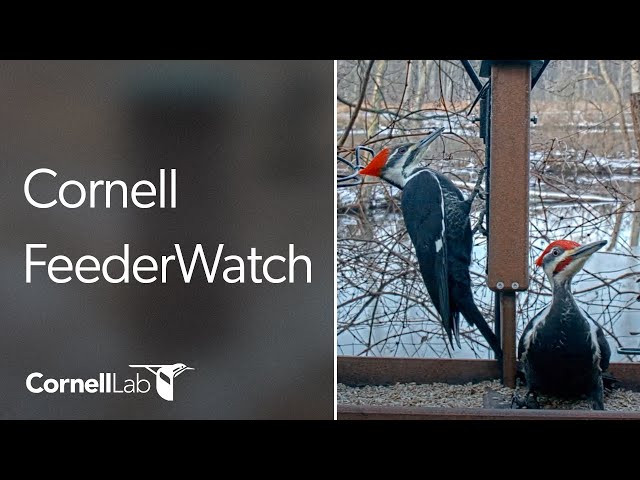Live Birds In 4K! Cornell Lab FeederWatch Cam at Sapsucker