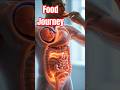 3d anatomical Visualization food journey inside body #3danimation  #shorts #biology#science