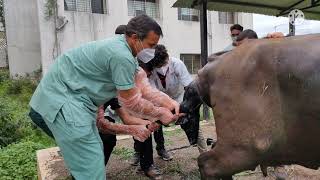 Practical Guide for Handling of Uterine Torsion in Buffaloes