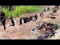 “Traditional Village Bird Trap – Simple but Powerful!”