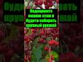 Срочно подкормите вишню сейчас и в следующем году собирайте крупный урожай #вишня #сад #дача #огород