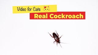 CAT GAMES - Cockroach Game for Cats (1 HOUR)🐈 screenshot 5