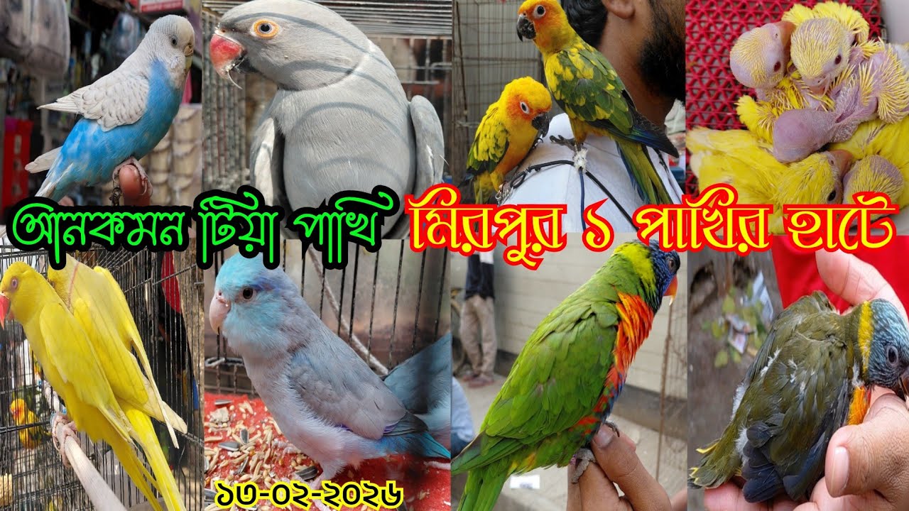 নির্বাচনের পরে আনকমন টিয়া পাখি আসছে  মিরপুর ১ পাখির হাটে || Mirpur 1 Pakhir hat || parrot market