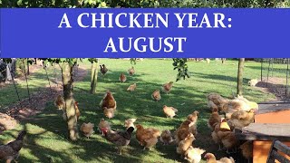 The Chicken Year Month by Month: August