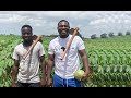 I Started A Fifteen (15) Acre Farm With Just $51 In The Volta Region, Ghana