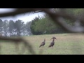 Double Barrel Isle of Wight, VA turkey hunt with Ronbo