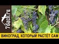 🍇 Виноград, который растёт сам. Неприхотливый сорт для северных районов - 7 дач