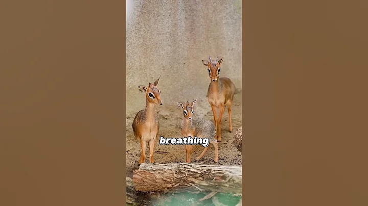 🦌 Did You Know Dik-Dik? | Cute Tiny Antelope ✨💕