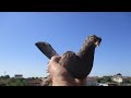 Узбекские голуби,вечерний подъем в небо!Россия ,Астрахань! Uzbek pigeons,Russia,Astrachan!